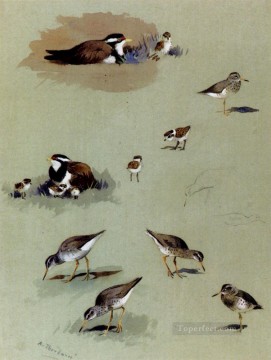 Study Of Sandpipers Cream Coloured Coursers And Other Birds Archibald Thorburn bird Oil Paintings